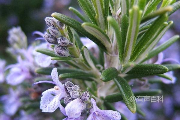 迷迭香种植技巧，适宜阴雨天移植