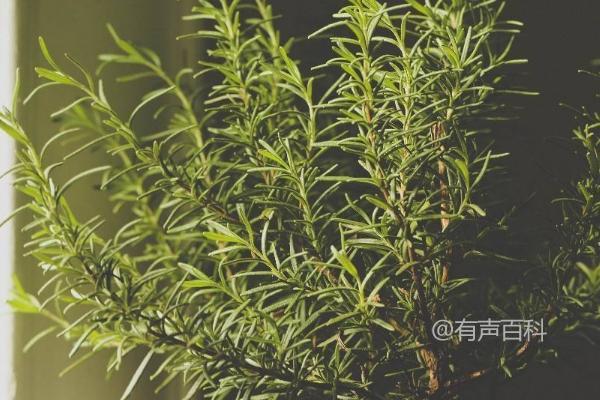 迷迭香种植技巧，适宜阴雨天移植