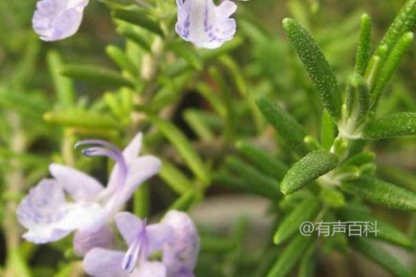 迷迭香种植技巧，适宜阴雨天移植