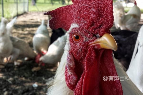 鸡多大才会长出鸡冠？新生小鸡为什么没有明显的鸡冠呢？