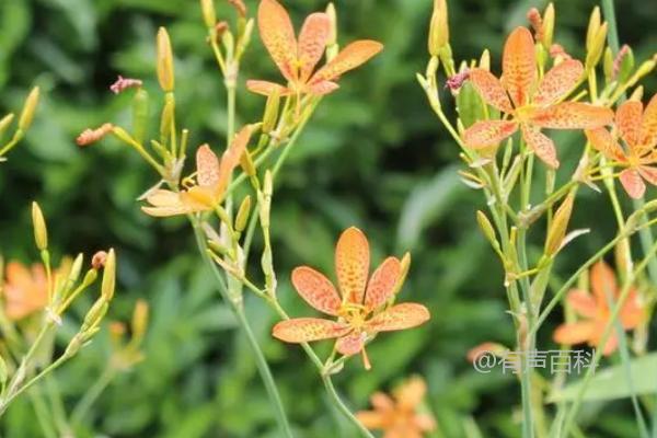 适合射干种植的土壤：中性或微酸性沙质土壤