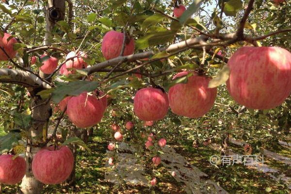 各地苹果价格一览，地区差异导致售价不同