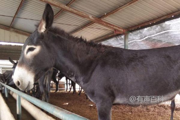 德州驴养殖技术：探讨少喂勤添的养殖原则