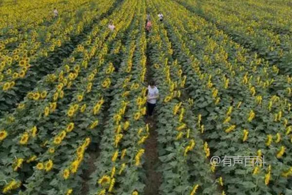 春季如何种植杂交油葵并实现直播育苗移栽