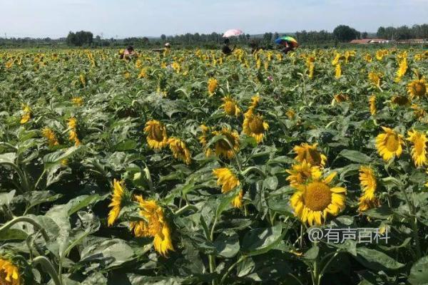 春季如何种植杂交油葵并实现直播育苗移栽