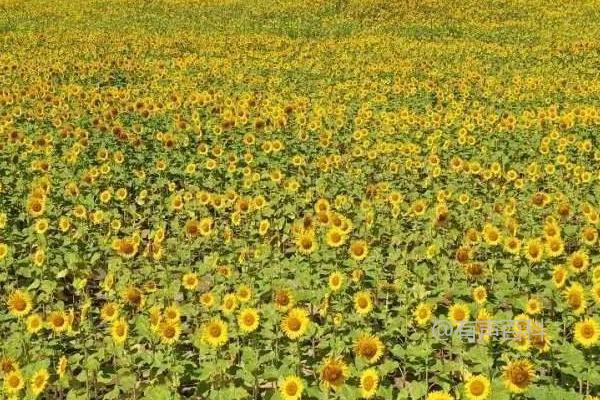 春季如何种植杂交油葵并实现直播育苗移栽