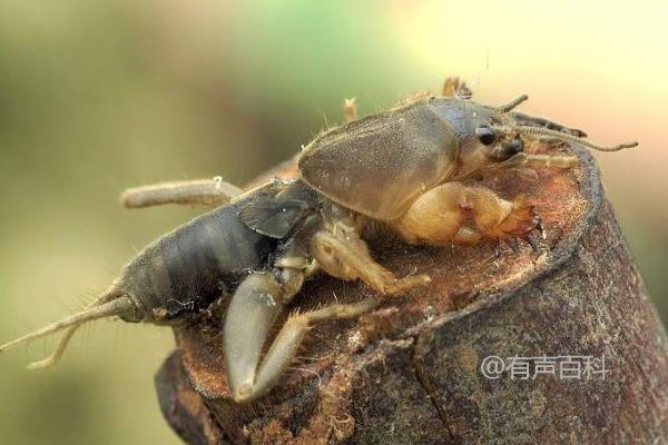 蝼蛄养殖：喂食技术与管理要点