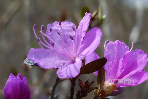 杜鹃花的含义及寓意