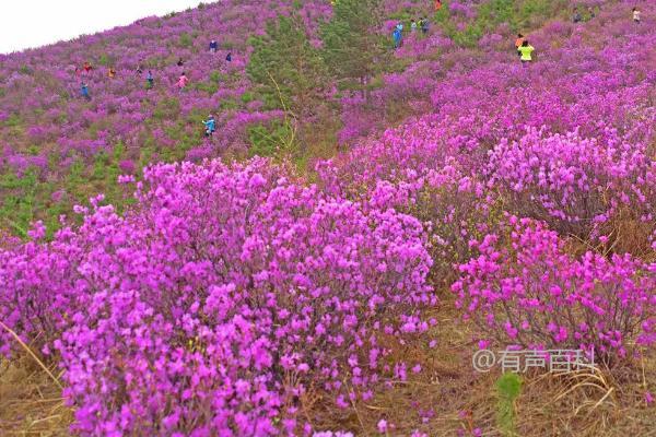 杜鹃花的含义及寓意