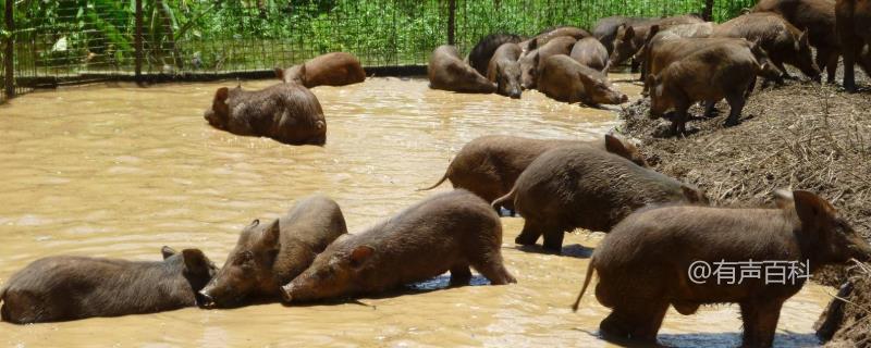 野猪养殖模式探究：按规模分类养殖技巧