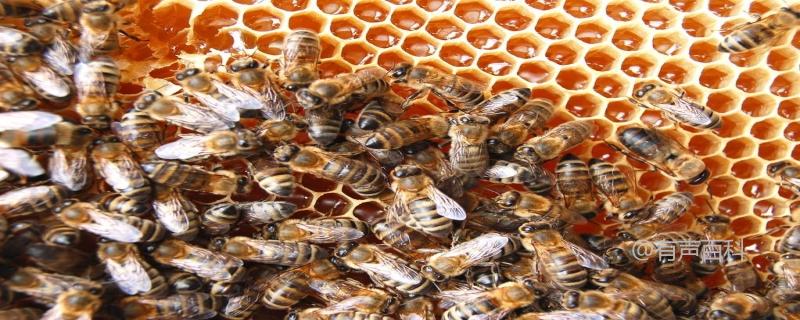 # 如何管理新收获的蜜蜂？详细方法指南