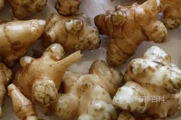 胰岛果与洋姜的关系解析：它们是同一种植物吗？