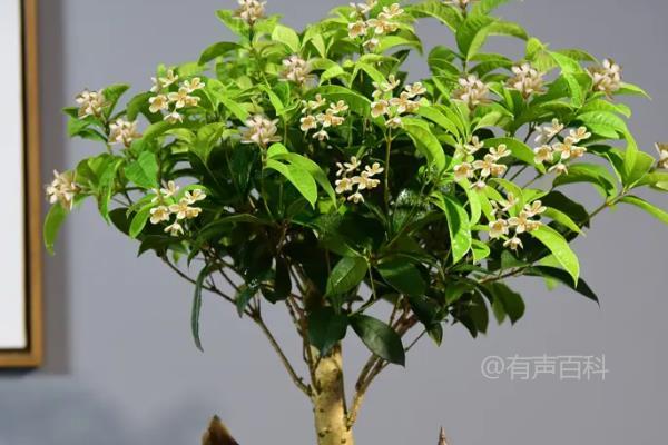 桂花树耐寒吗——桂花树的耐寒性如何？