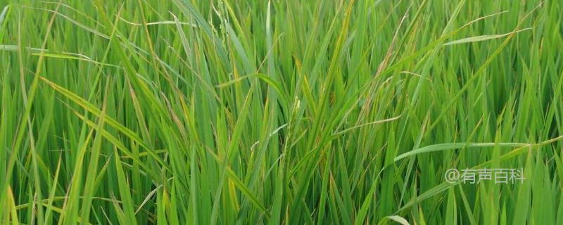 # 水稻恶苗病的症状及防治方法：种子和土壤病