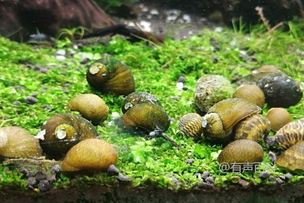 如何正确养护彩蛋螺，水族箱初放淡水前的必要过程