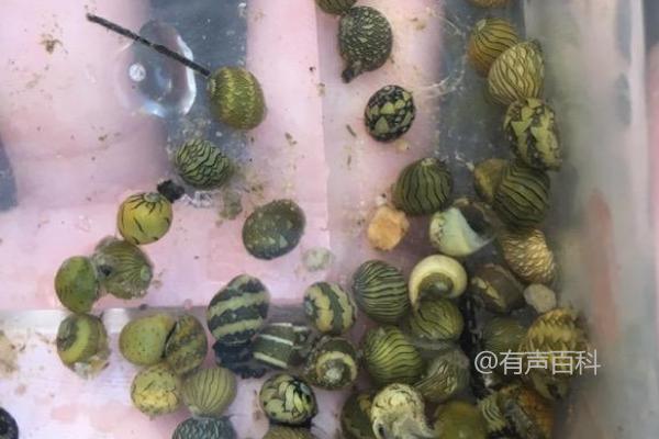 如何正确养护彩蛋螺，水族箱初放淡水前的必要过程