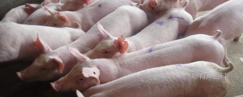 慢性猪瘟防治方法及猪只疫苗接种预防措施