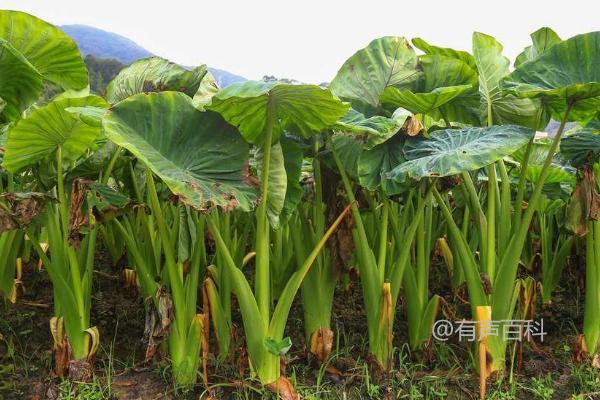 芋头是一种喜阳植物吗？适合喜阳还是喜阴生长环境？