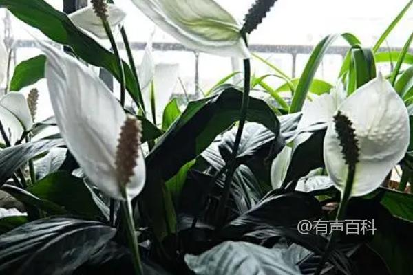 百度SEO标题优化建议：白鹤芋修剪技巧，生长保养秘籍揭秘