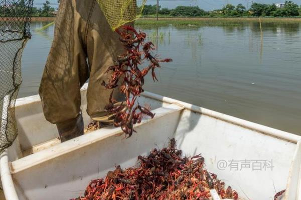 小龙虾饲料配方，不同生长阶段饲料搭配的注意事项