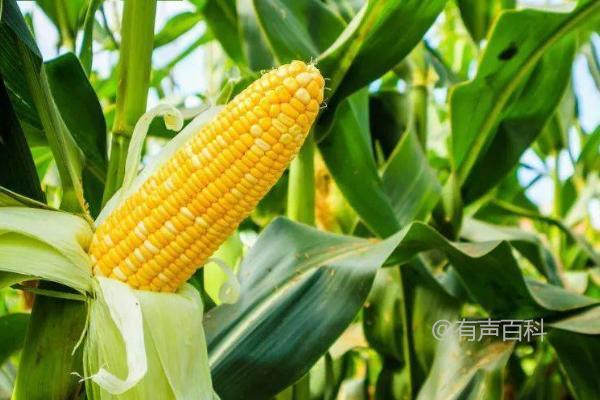 张掖地区适宜种植的福地201玉米种子介绍，生长周期需136天