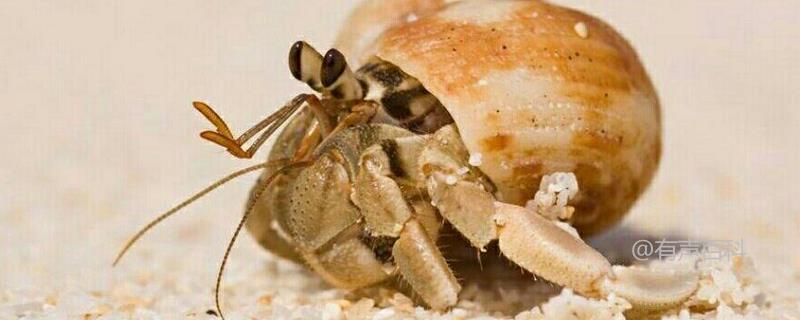 **寄居蟹的寿命是多久？寄居蟹的饮食习性是什