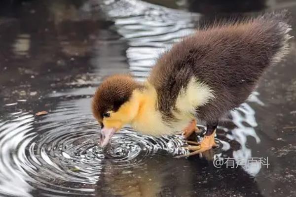 如何正确喂养野鸭幼崽