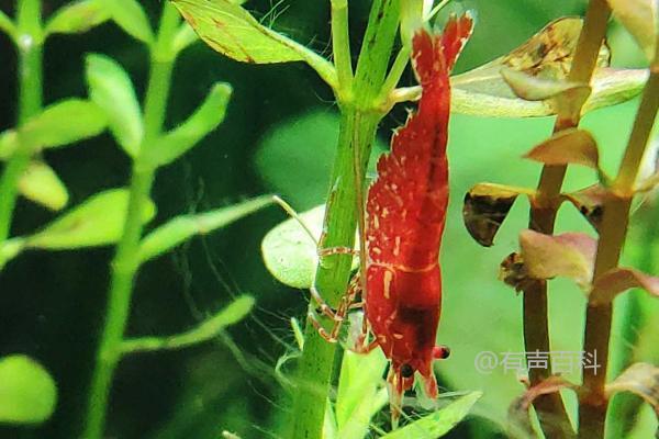 如何提高樱花虾繁殖速度并给予充分营养的饲养方法