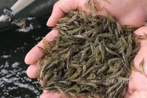 养殖浙江米虾的方法及适应环境适应能力强