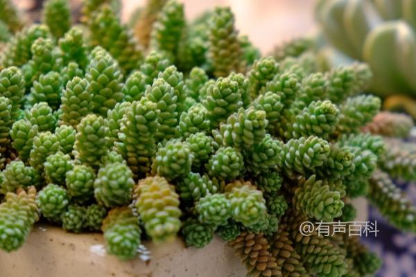 姬星美人的种植技巧与生长习性详解