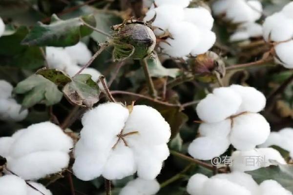 中棉所9C02棉花种子特性和特点，综合防治方法