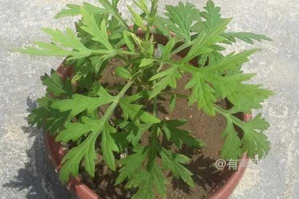 阳台适合种植艾草吗？