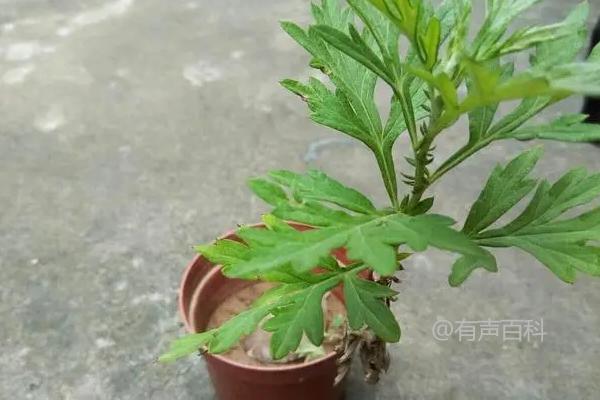 阳台适合种植艾草吗？