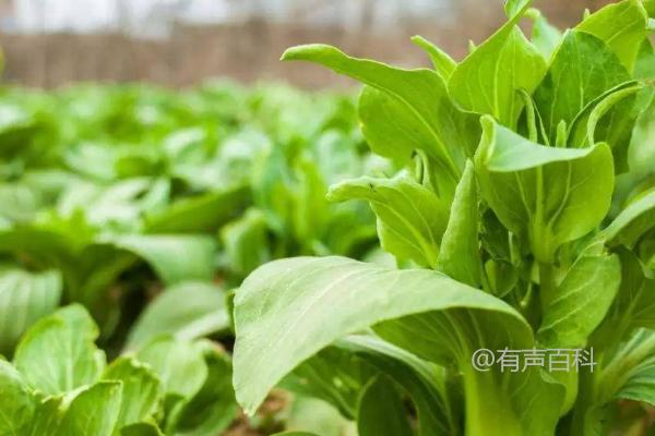 甜瓜和叶类蔬菜轮作的16个增产技巧