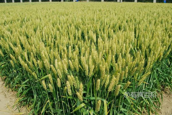 小麦丛矮病防治要点及秋季喷药防虫技巧