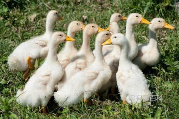 如何处理小鹅拉的白粪：提供营养均衡的饲料与充足饮水的技巧