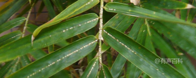 竹叶生虫是竹子常见的虫害之一。处理竹叶生虫