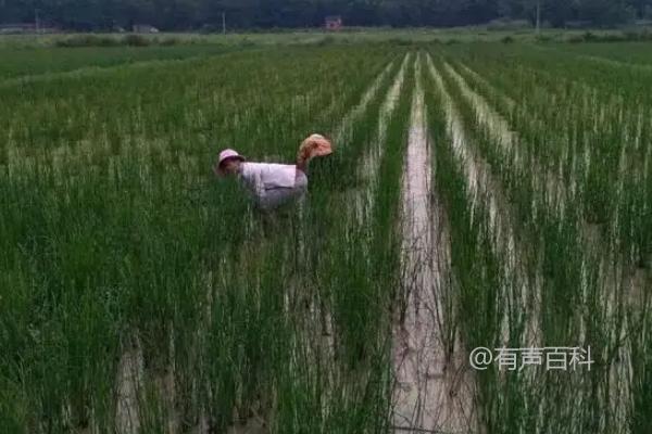 种植马蹄的步骤