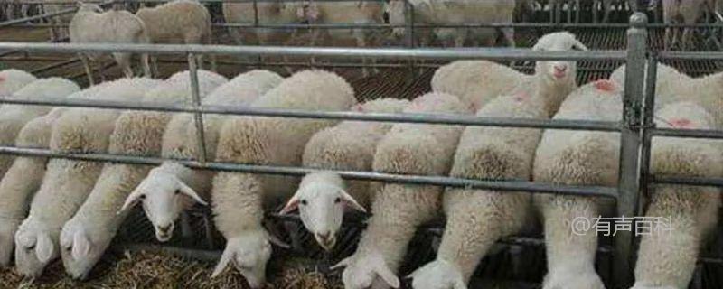 # 羊饲料配方大全及养殖注意事项分享