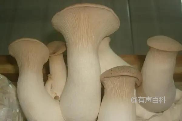 室内食用菌种植方法：地面墙壁覆盖塑料膜，防水分蒸发