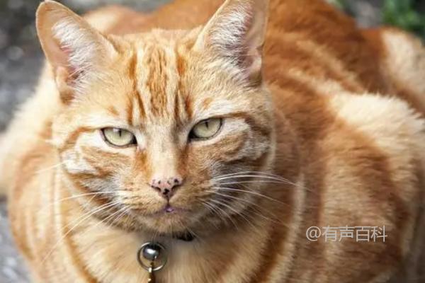 如何判断猫是否失明，失明后眼睛不会随着逗猫棒转动