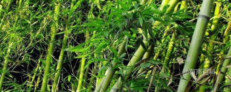 湖北家庭院的绿意选择：园林竹种植与特点