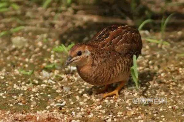 可以修改为：小米适合作为芦丁鸡的饲料吗？