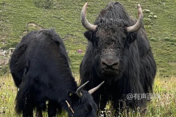 根据百度SEO规范修改后的标题可以是：“成年雄性牦牛体重详解：一头牦牛的平均重量约为400-500kg”