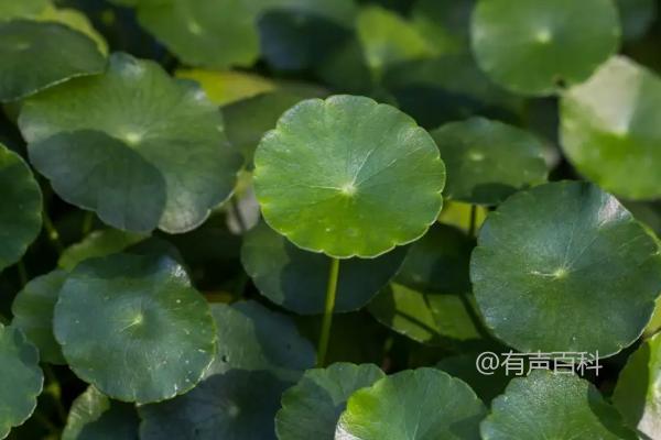 十种适合室内种植的吉利花