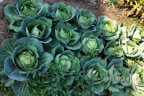 甘蓝和包菜的区别及特点对比