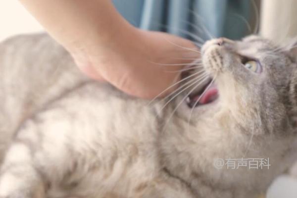 猫咪为何会突然咬主人？可能是在撒娇示好