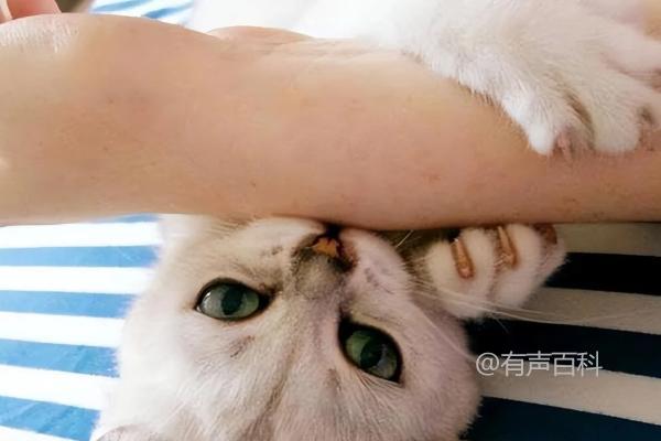 猫咪为何会突然咬主人？可能是在撒娇示好