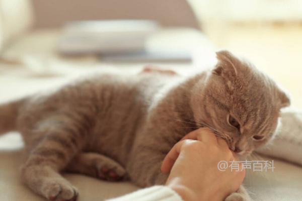 猫咪为何会突然咬主人？可能是在撒娇示好