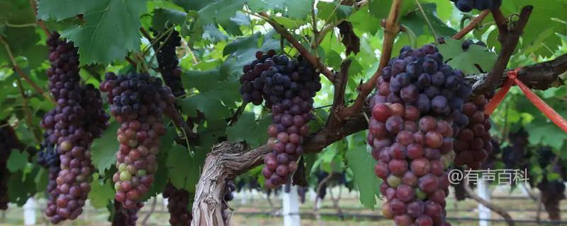 葡萄栽培的关键要点，如何获得高产？